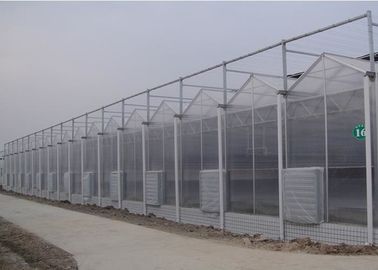 Corrosion Resistance Multi Span Greenhouse With Hydroponics System For Tomato